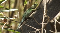 Sceloporus taeniocnemis