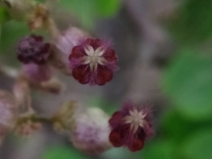 Ceropegia bulbosa