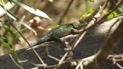 Sceloporus taeniocnemis