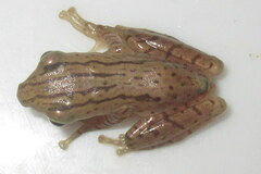 Polypedates teraiensis