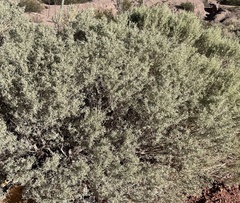Atriplex lampa