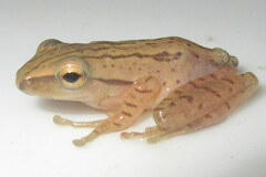 Polypedates teraiensis