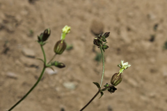 Silene divaricata