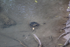 Rhinoclemmys funerea