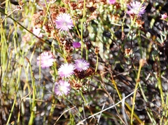 Lampranthus glomeratus