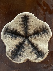 Clypeaster europacificus