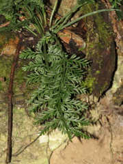 Asplenium rutifolium