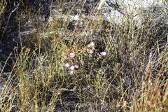 Lampranthus glomeratus