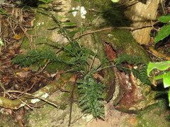Asplenium rutifolium