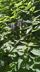 Phyteuma betonicifolium