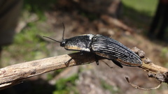 Chalcolepidius rugatus