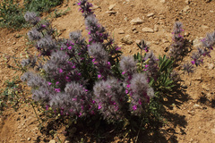 Stachys lavandulifolia