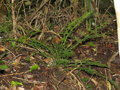Asplenium rutifolium