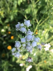 Parthenium bipinnatifidum