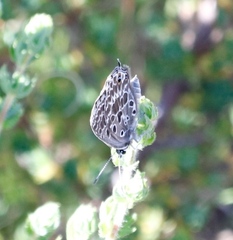 Lepidochrysops trimeni