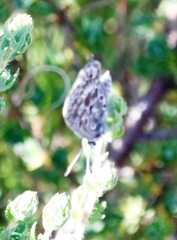 Lepidochrysops trimeni