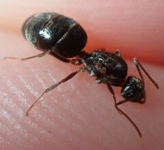 Nylanderia bourbonica