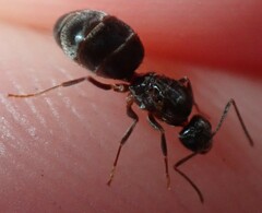 Nylanderia bourbonica