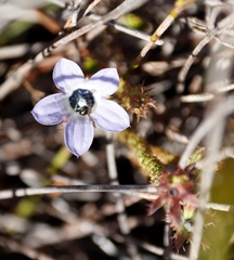 Roella triflora