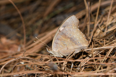 Junonia coenia