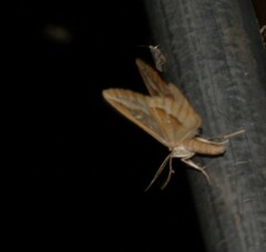 Caripeta angustiorata