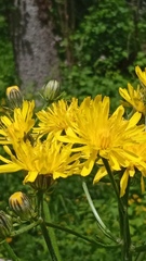 Crepis biennis