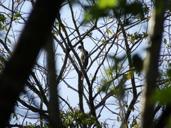 Micrastur semitorquatus