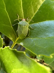 Sinopla perpunctatus