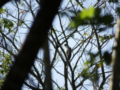 Micrastur semitorquatus