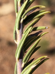 Phylica odorata
