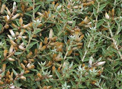 Chuquiraga avellanedae