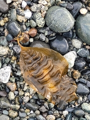 Saccharina latissima