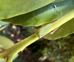Alchisme rubrocostata