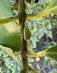 Alchisme rubrocostata