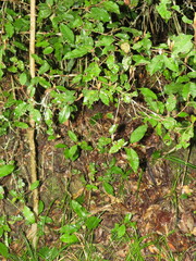 Trichocladus crinitus