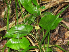 Trichocladus crinitus