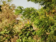 Icterus spurius