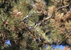 Dryobates pubescens
