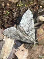 Phigalia denticulata