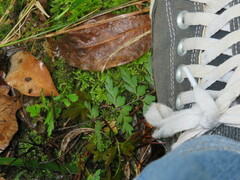 Asplenium aethiopicum