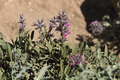 Stachys lavandulifolia