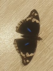 Junonia oenone