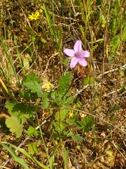 Erodium