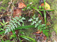 Asplenium aethiopicum