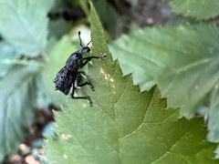 Megalometis spinifer