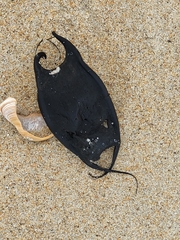 Rostroraja eglanteria