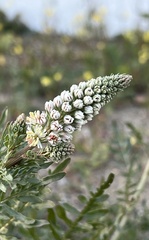 Reseda alba
