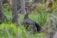 Meleagris gallopavo osceola