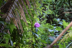 Hibiscus striatus