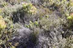 Lichtensteinia lacera